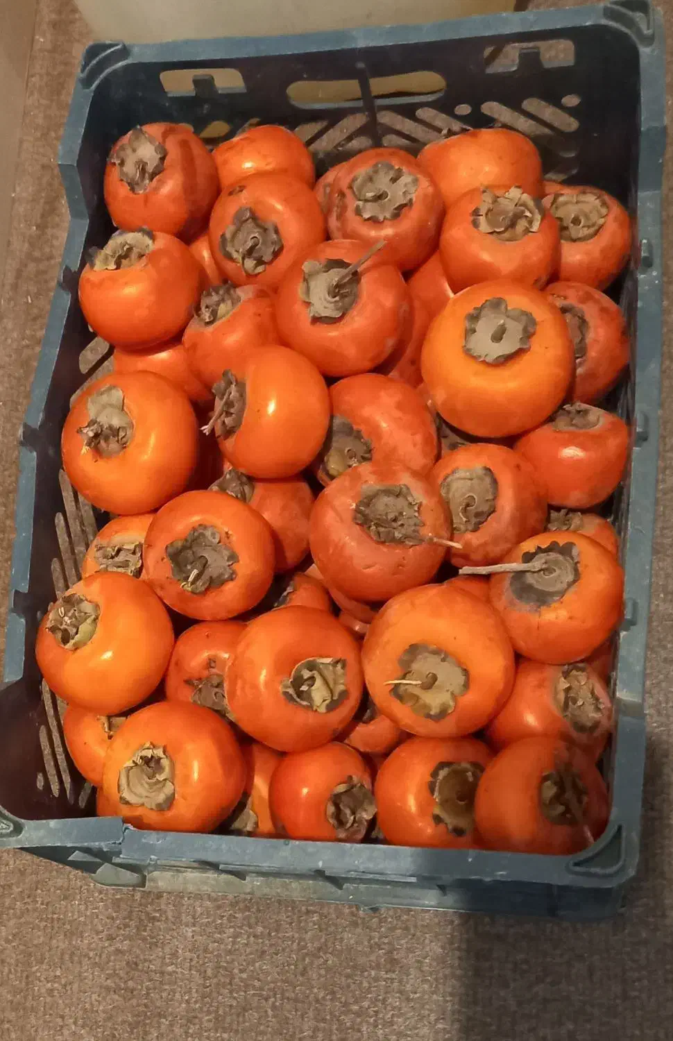 خرمالو|خوردنی و آشامیدنی|اردبیل, |دیوار