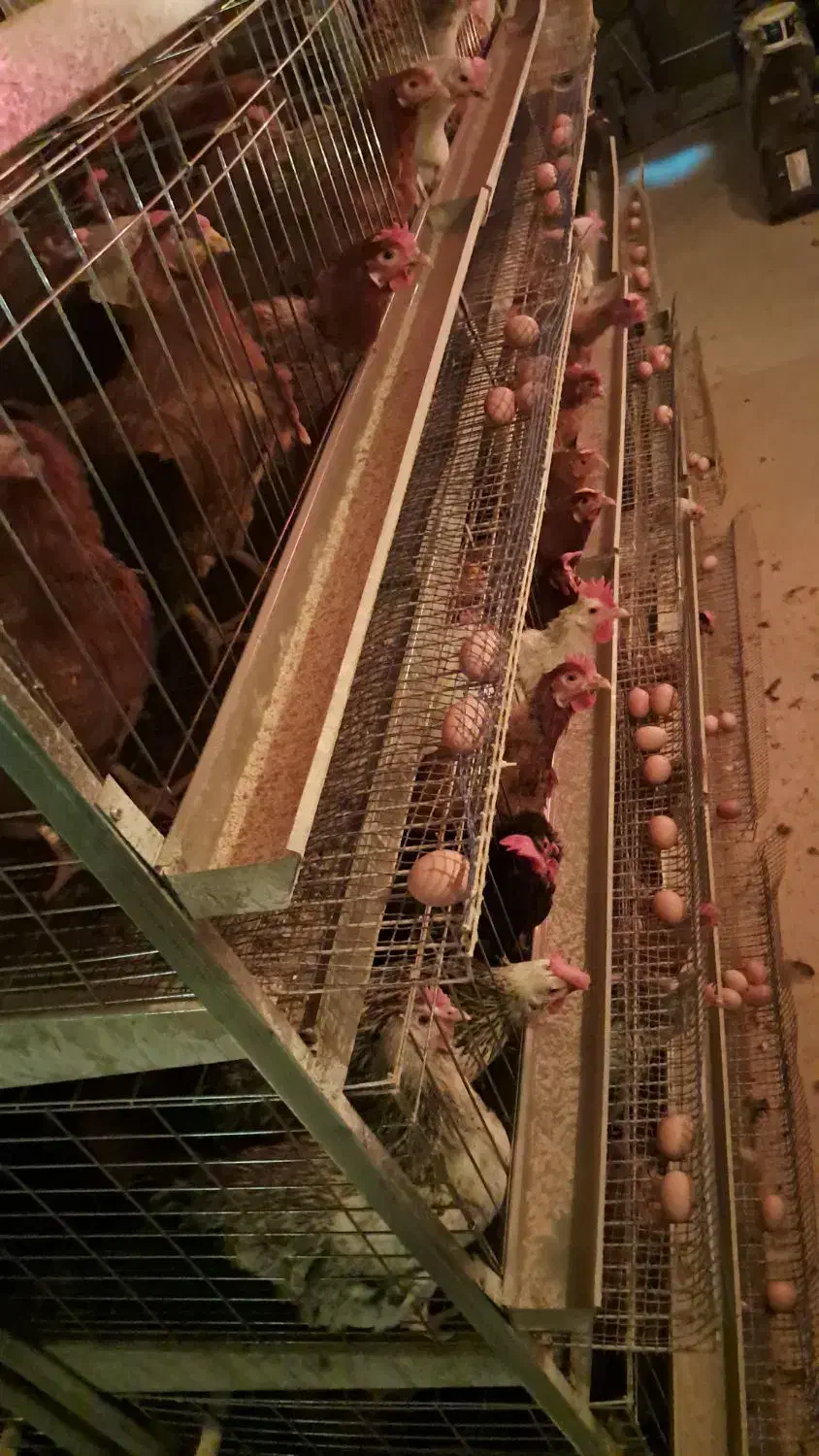 تخم مرغ بومی گلپایگانی گنجینه|خوردنی و آشامیدنی|اصفهان, شیخ طوسی|دیوار