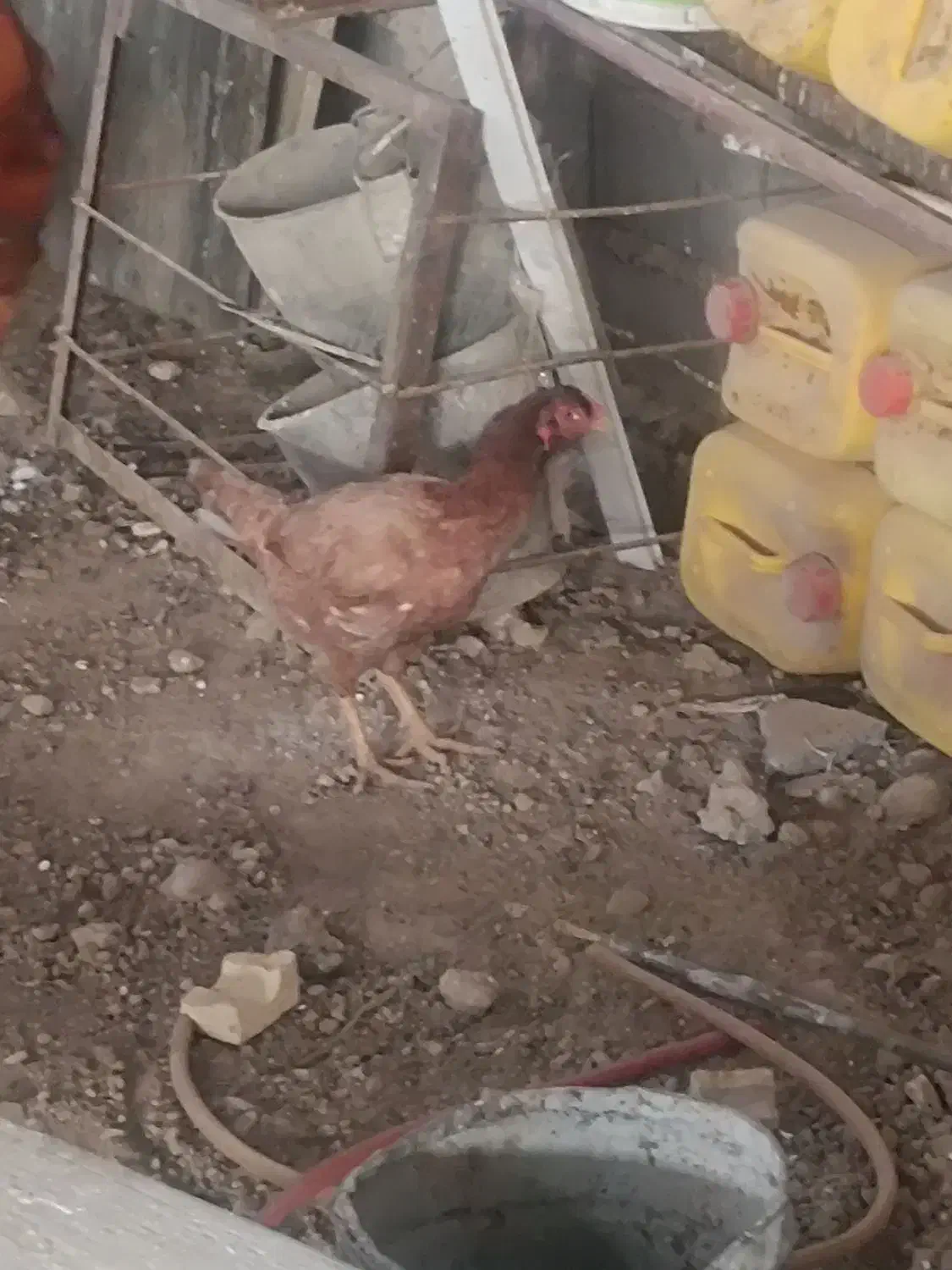 مرغ خروس لاری|حیوانات مزرعه|مشهد, شهید بصیر|دیوار