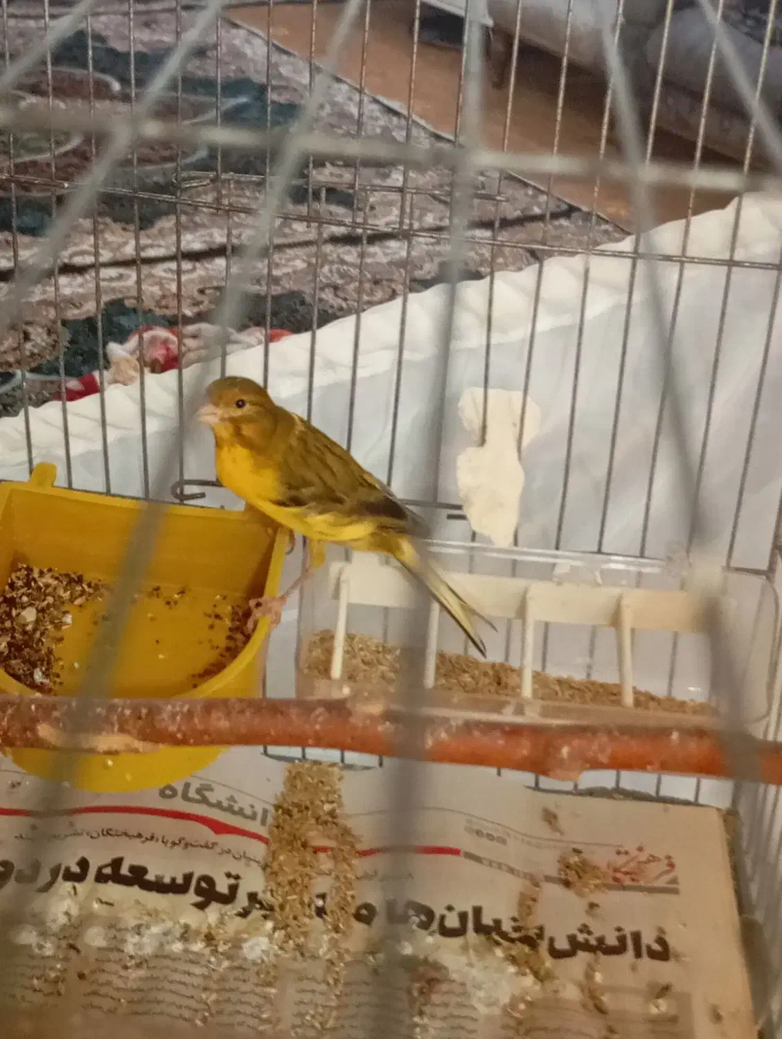 قناری نر|پرنده|نسیم‌شهر, |دیوار