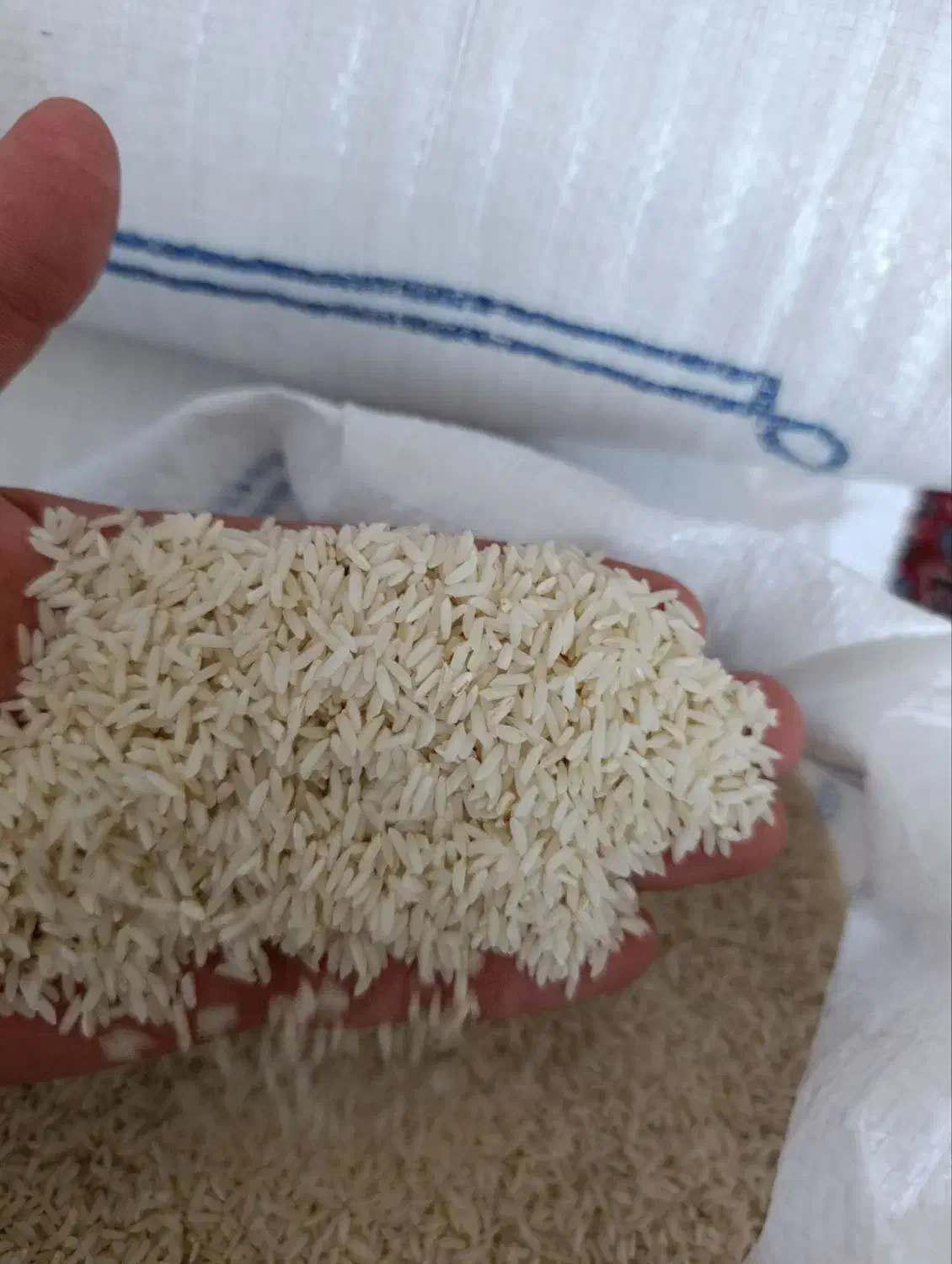 برنج علی کاظمی درجه یک|عمده‌فروشی|میانه, |دیوار