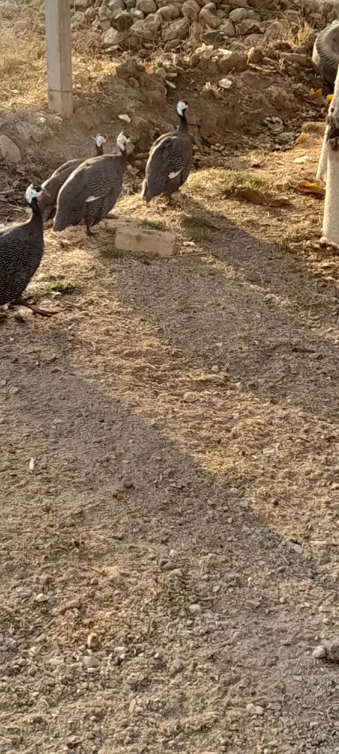 مرغ چینی یا شاخدار|حیوانات مزرعه|بروجرد, |دیوار