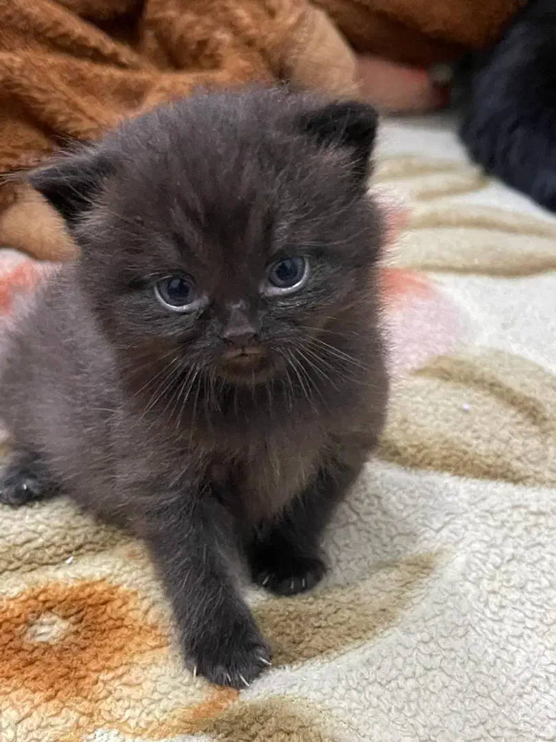 گربه|گربه|اهواز, نادری|دیوار