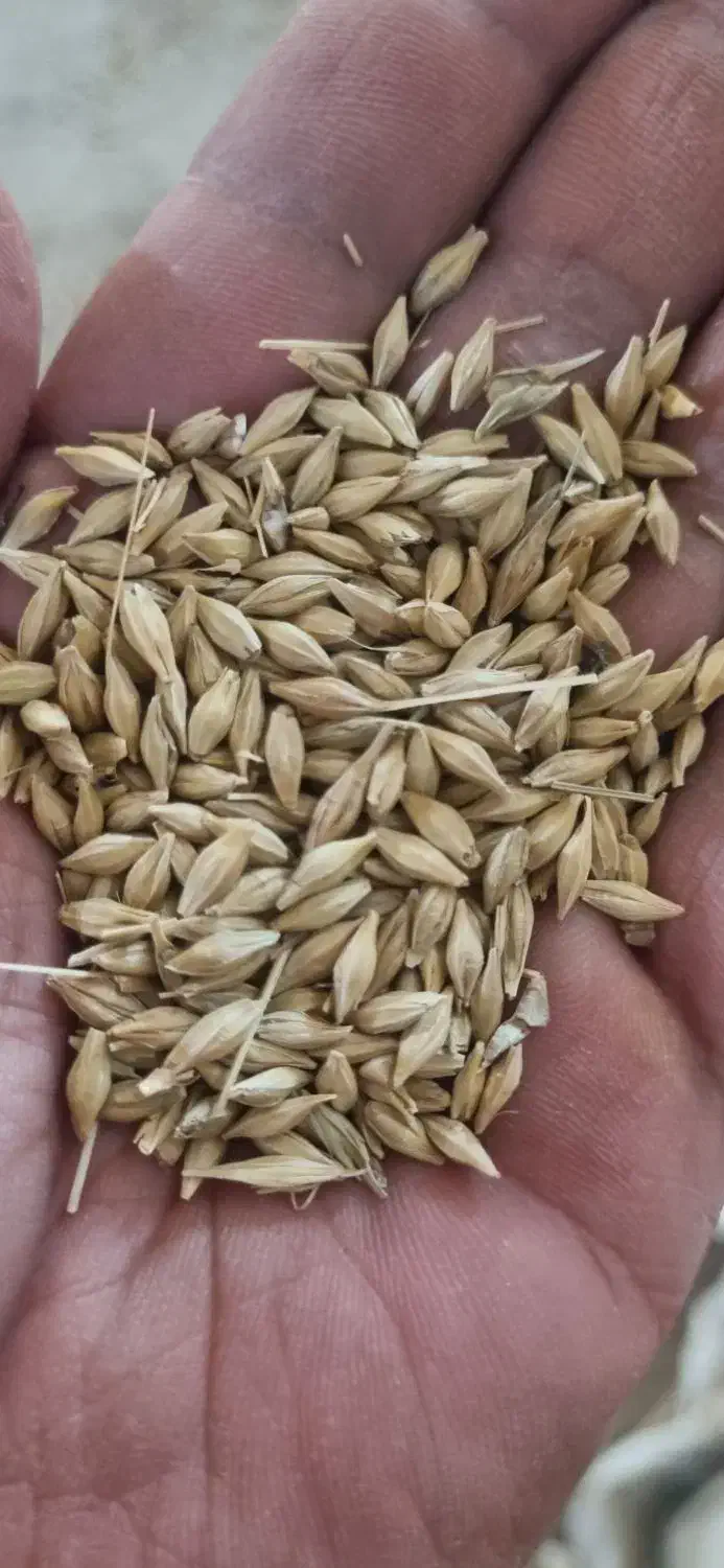بذر جو بهمن مناسب کشت  آبی و دیم شش پر|خدمات باغبانی و درختکاری|خانمیرزا, |دیوار