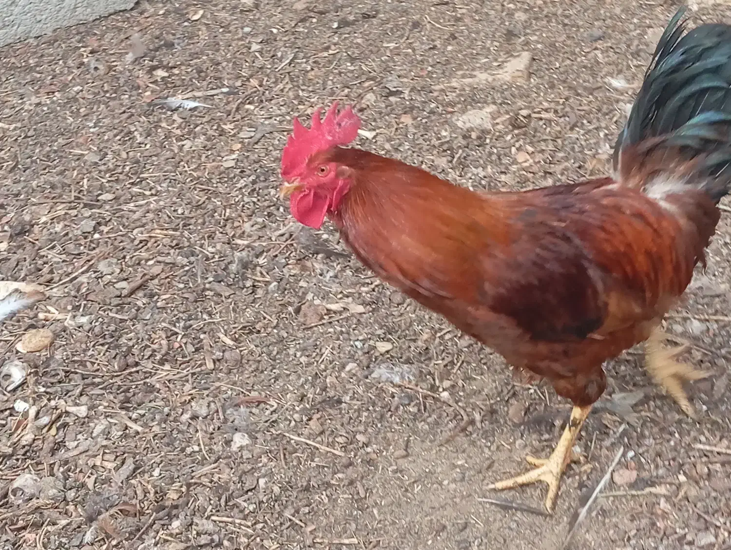 فروش مرغ و خروس|حیوانات مزرعه|جنت, |دیوار