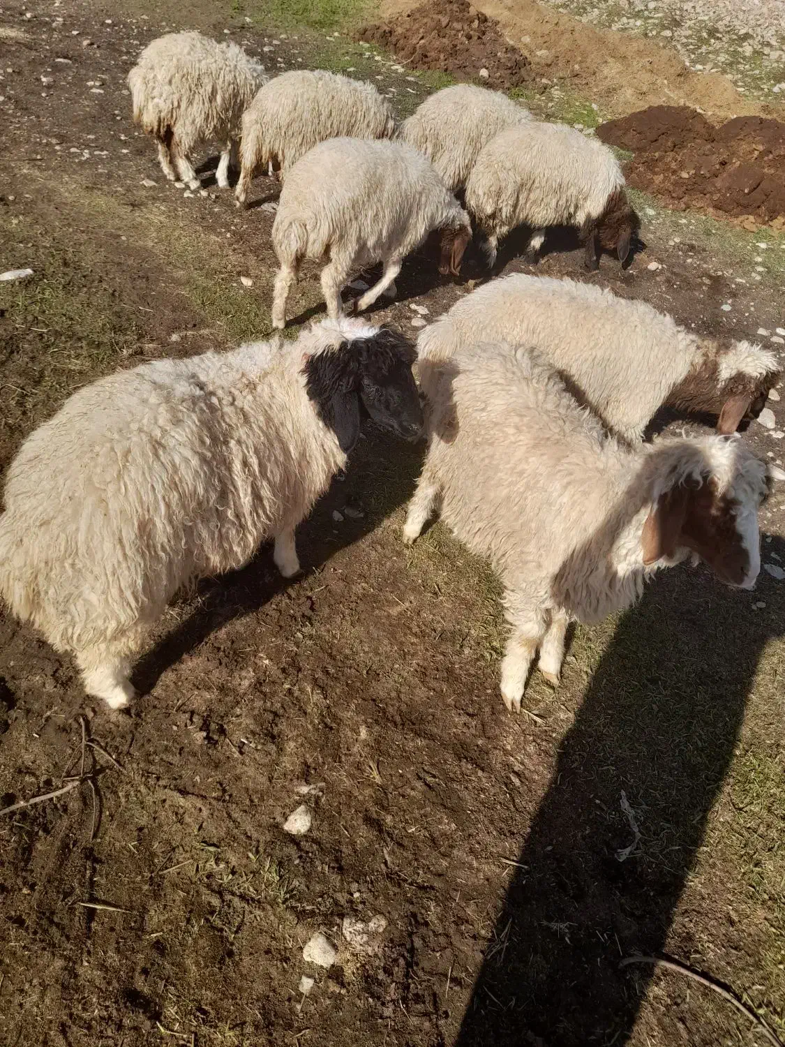 بره|حیوانات مزرعه|آبدانان, |دیوار