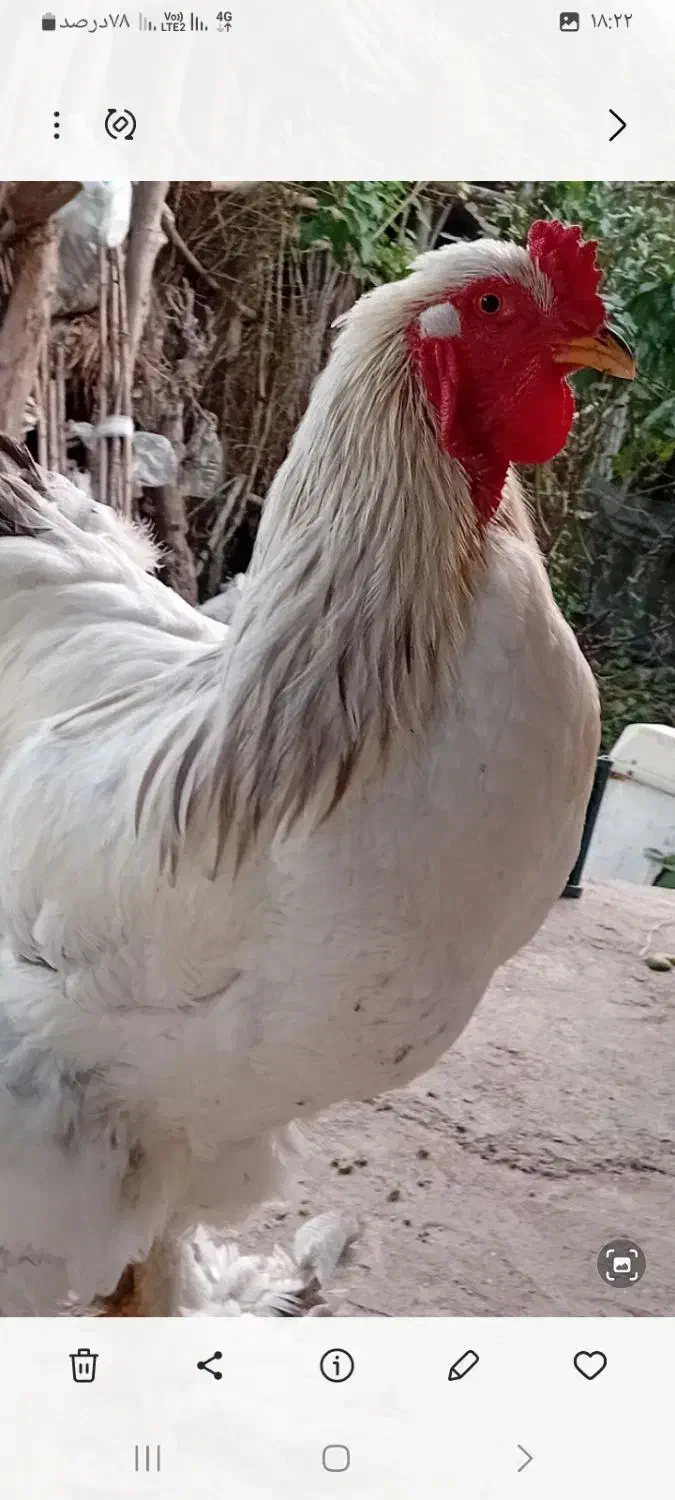 خروس برهمالایت|حیوانات مزرعه|آستانه اشرفیه, |دیوار