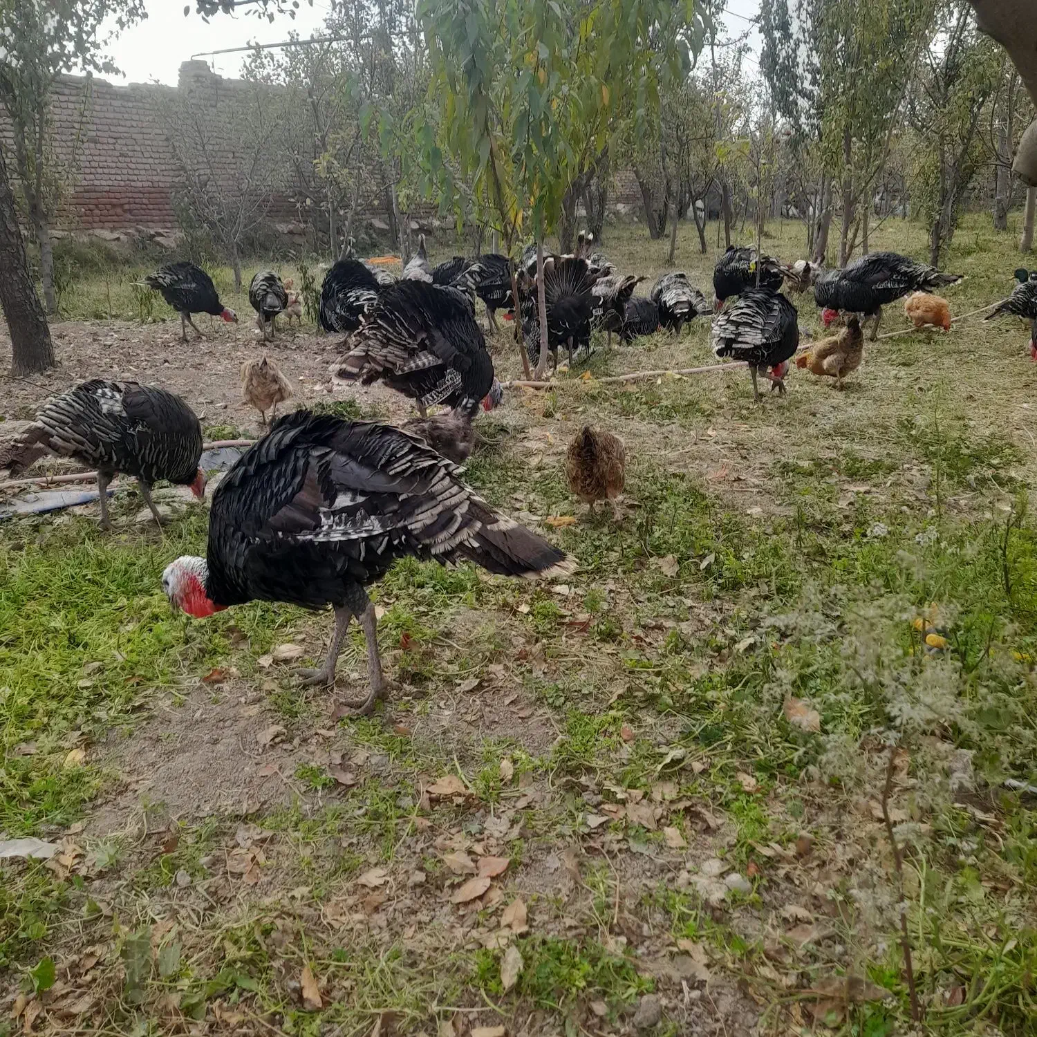 بوقلمون|حیوانات مزرعه|نمین, |دیوار