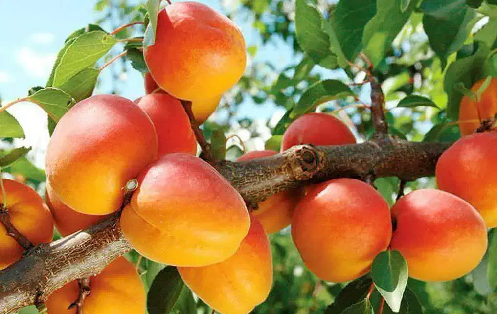 پیش فروش نهال زردآلو عسگراباد رقم تجاری|خدمات باغبانی و درختکاری|چنارود, |دیوار