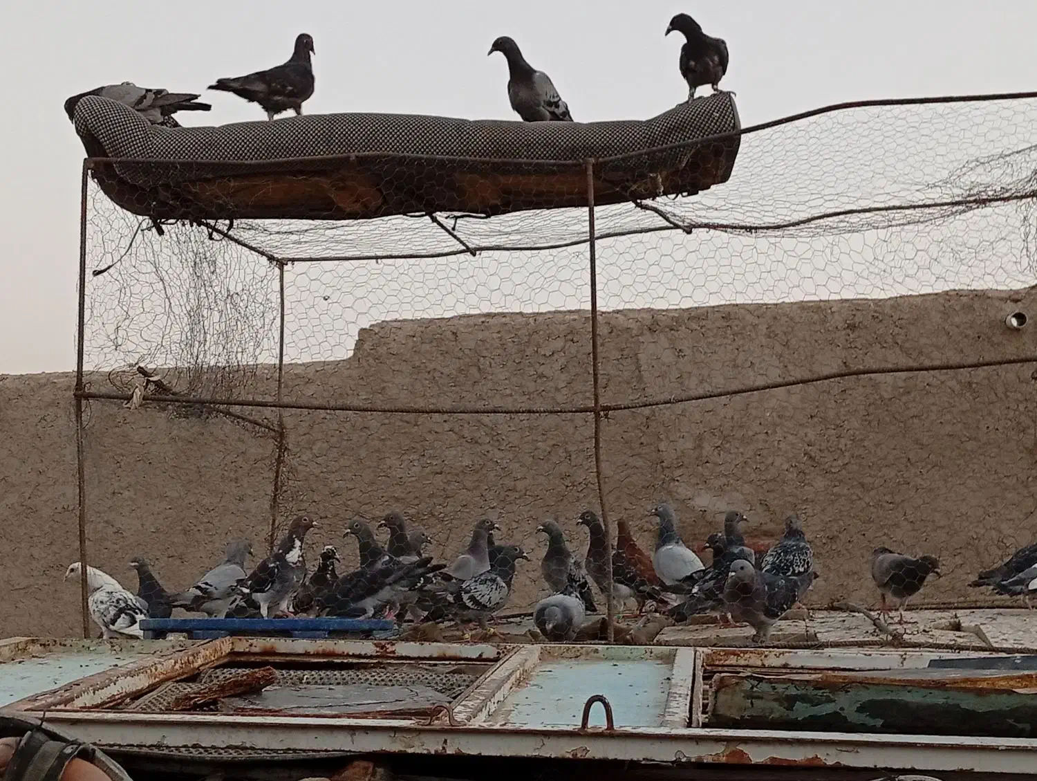 کبوتر گرفتنی|پرنده|هامون, |دیوار