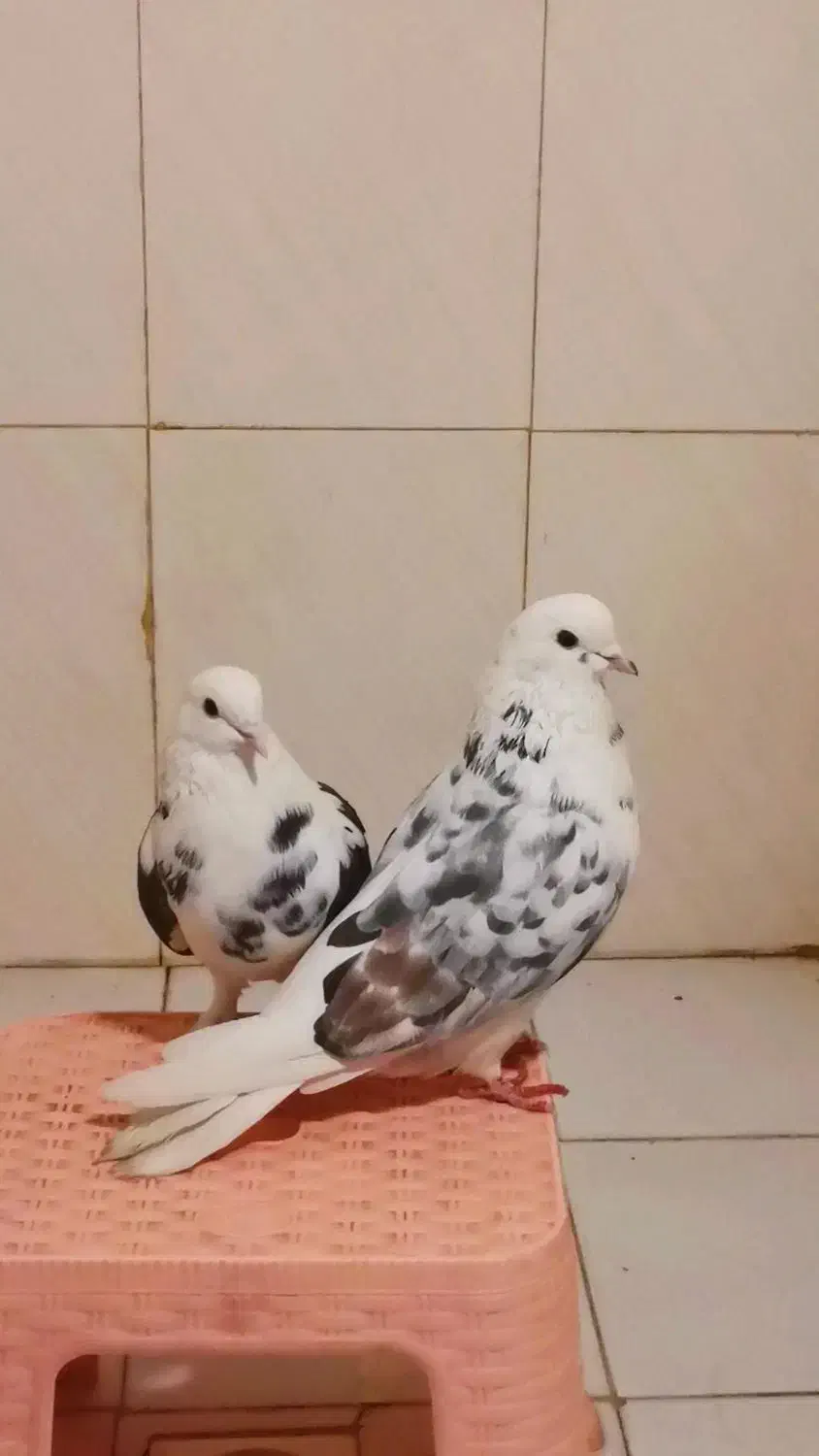 کفتر پرشی نسل دار|پرنده|شاهدشهر, |دیوار