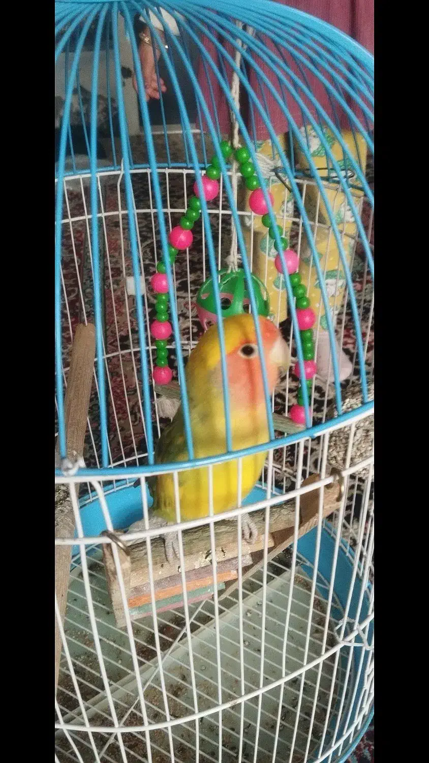 طوطی برزیلی دستی همراه باقفس|پرنده|زرند, |دیوار