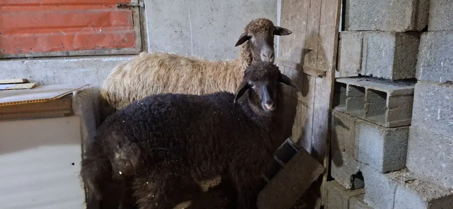 گوسفند با بره|حیوانات مزرعه|چمستان, |دیوار