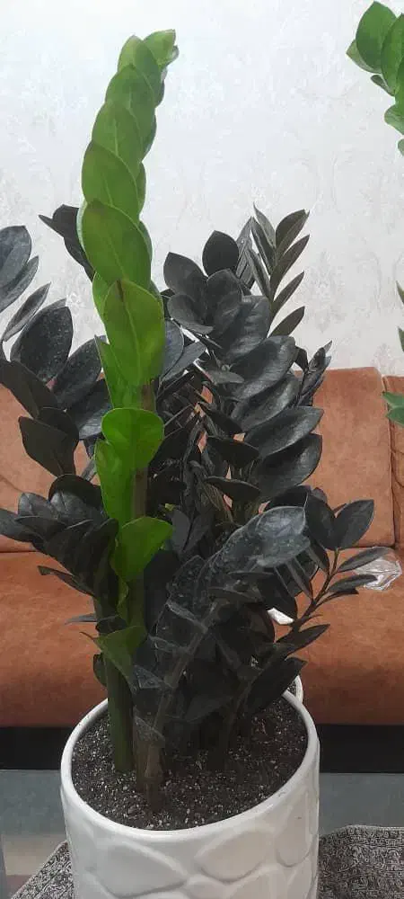 گل آپارتمانی بنت به خاطر روز مادر ارزون زدم|گل و گیاه طبیعی|تبریز, |دیوار