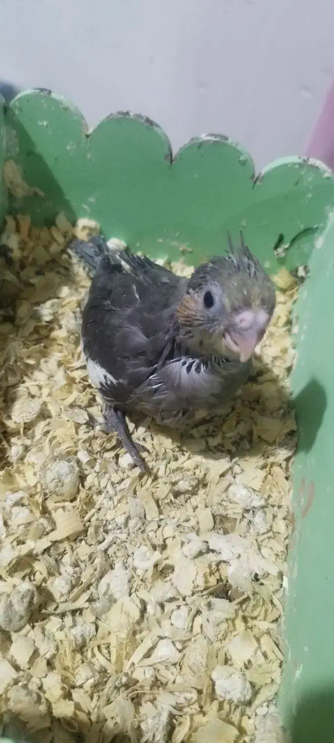 عروس هلندی - سرلاکی - دونخور - سخنگو|پرنده|اسلام‌شهر, شهرک مهدیه|دیوار