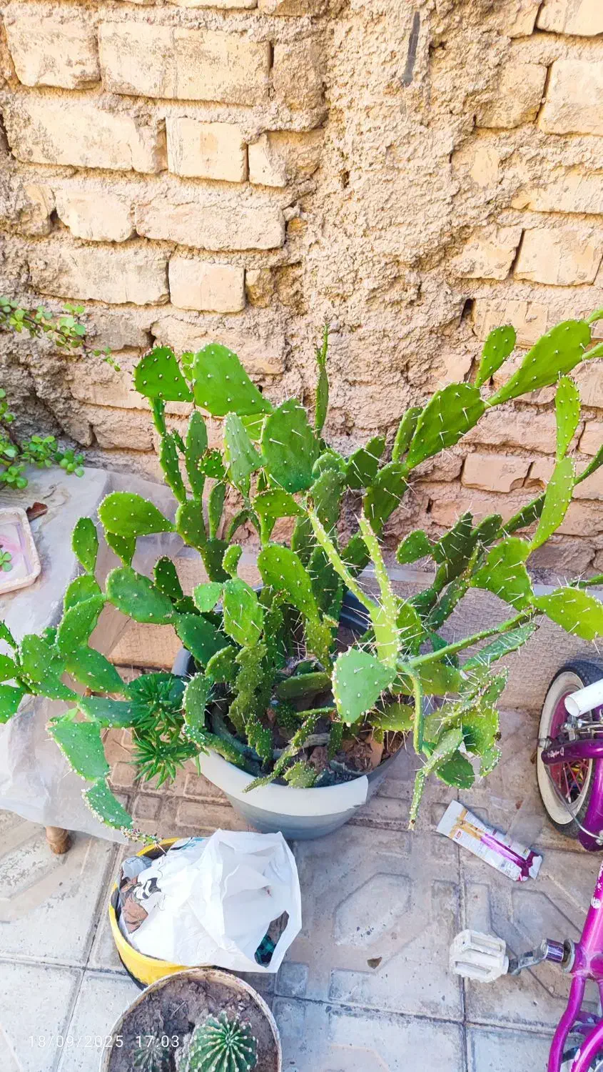 کاکتوس|گل و گیاه طبیعی|شیراز, شهرک قمشه|دیوار