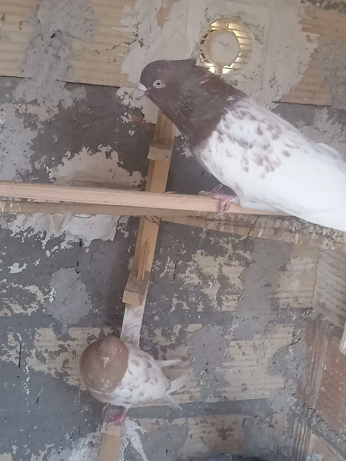 کفتر|پرنده|بم, |دیوار