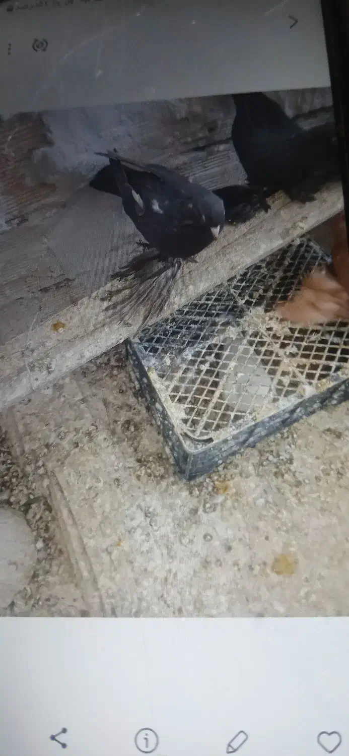 کودکبوتر|پرنده|تبریز, |دیوار