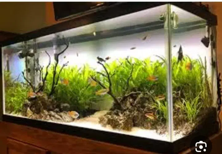 یک اکواریوم بزرگ یک در بیست|ماهی|تربتحیدریه, پائین ولایت|دیوار