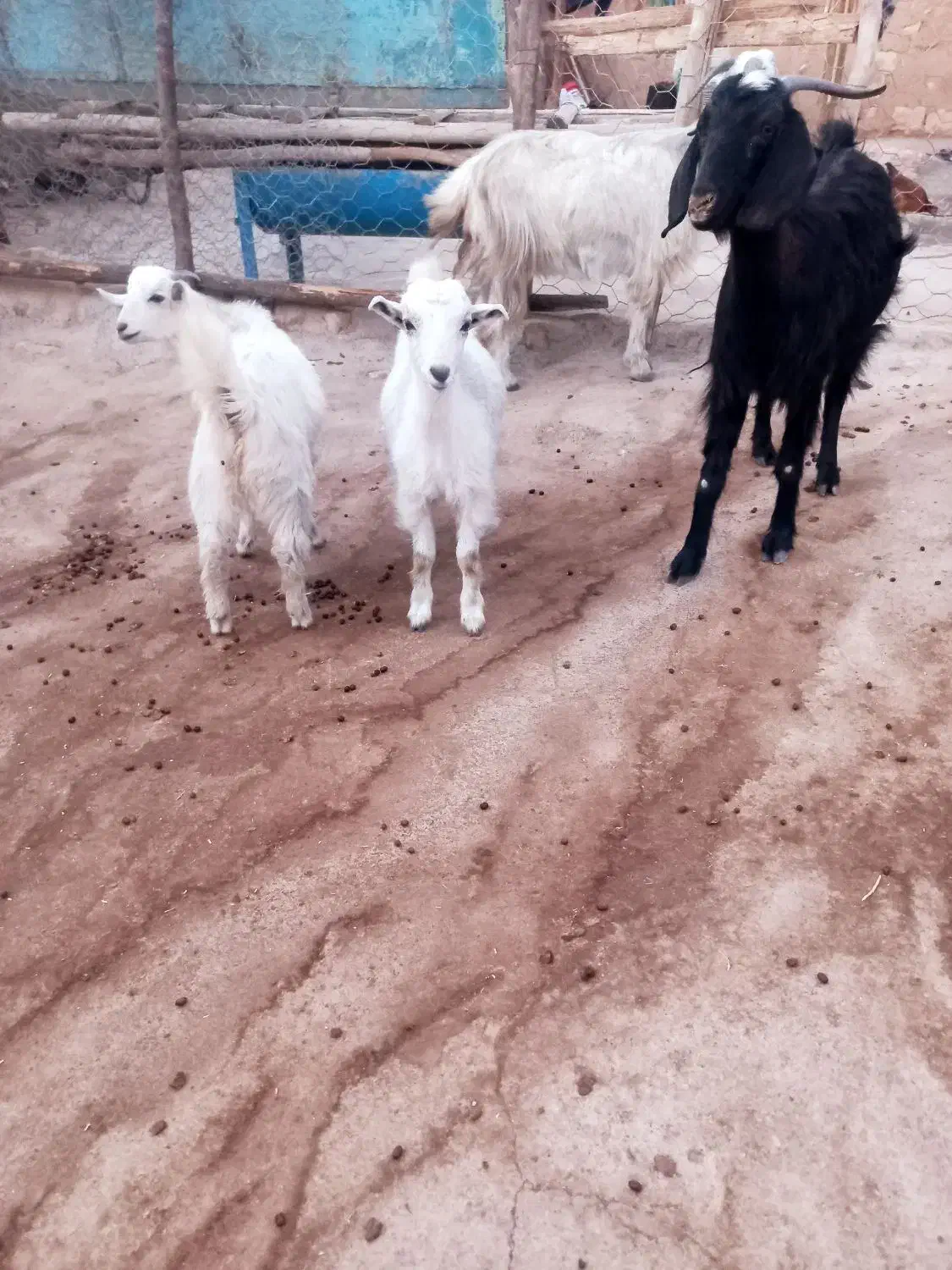 ۱۰راس بز نژاد گلچین دوقلو کردی|حیوانات مزرعه|هلیلان, |دیوار