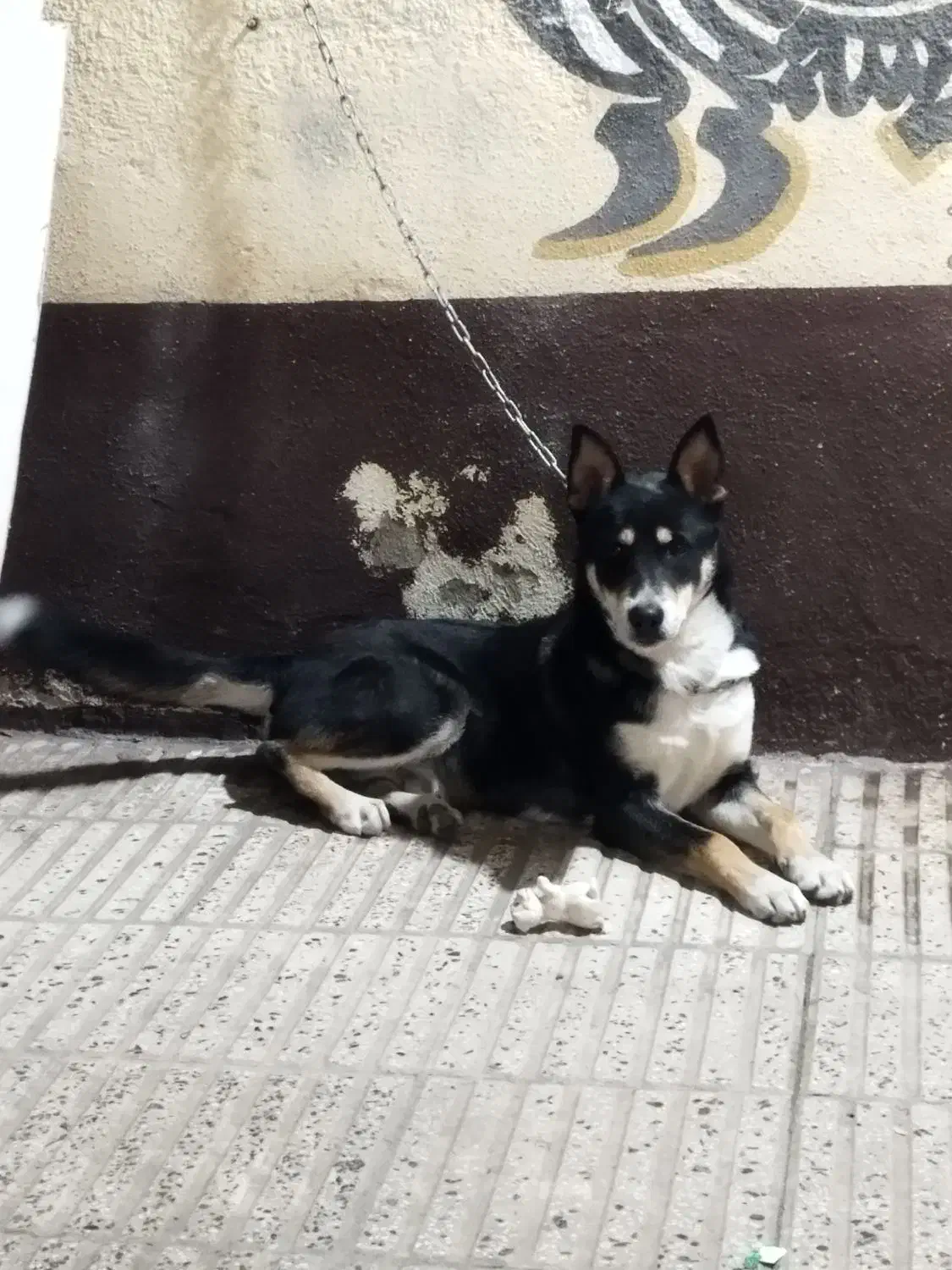 سگ هاسکی|سگ|گرگان, |دیوار