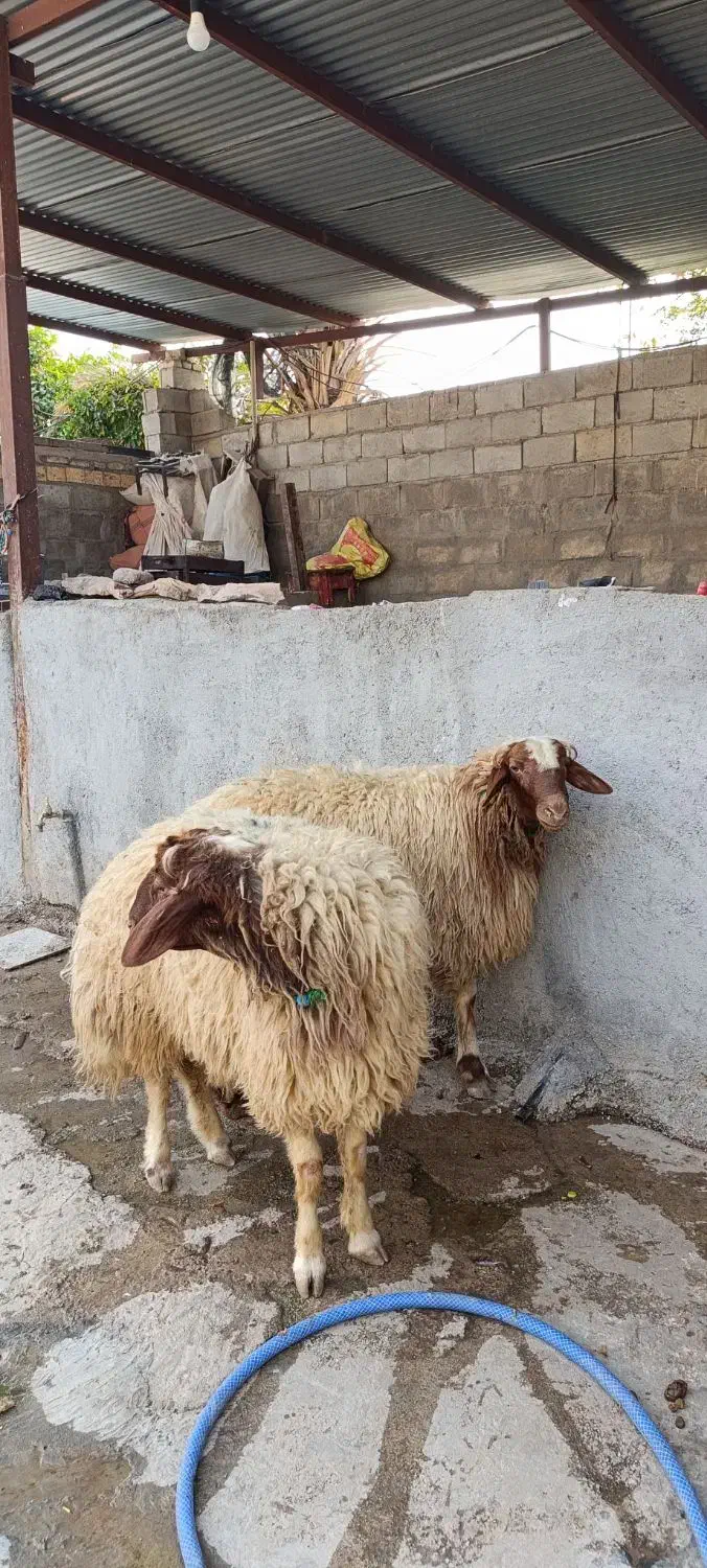 دو عدد بره قوچ زرد|حیوانات مزرعه|دره شهر, |دیوار