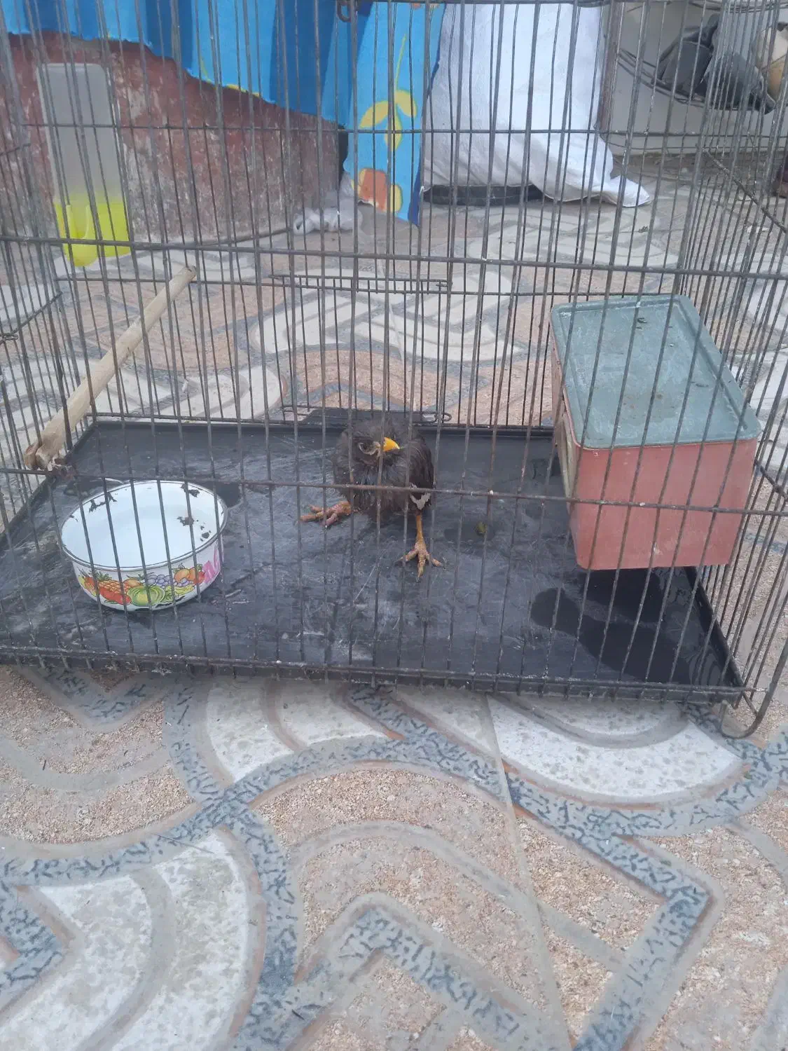 پرنده مینا|پرنده|باوی, |دیوار