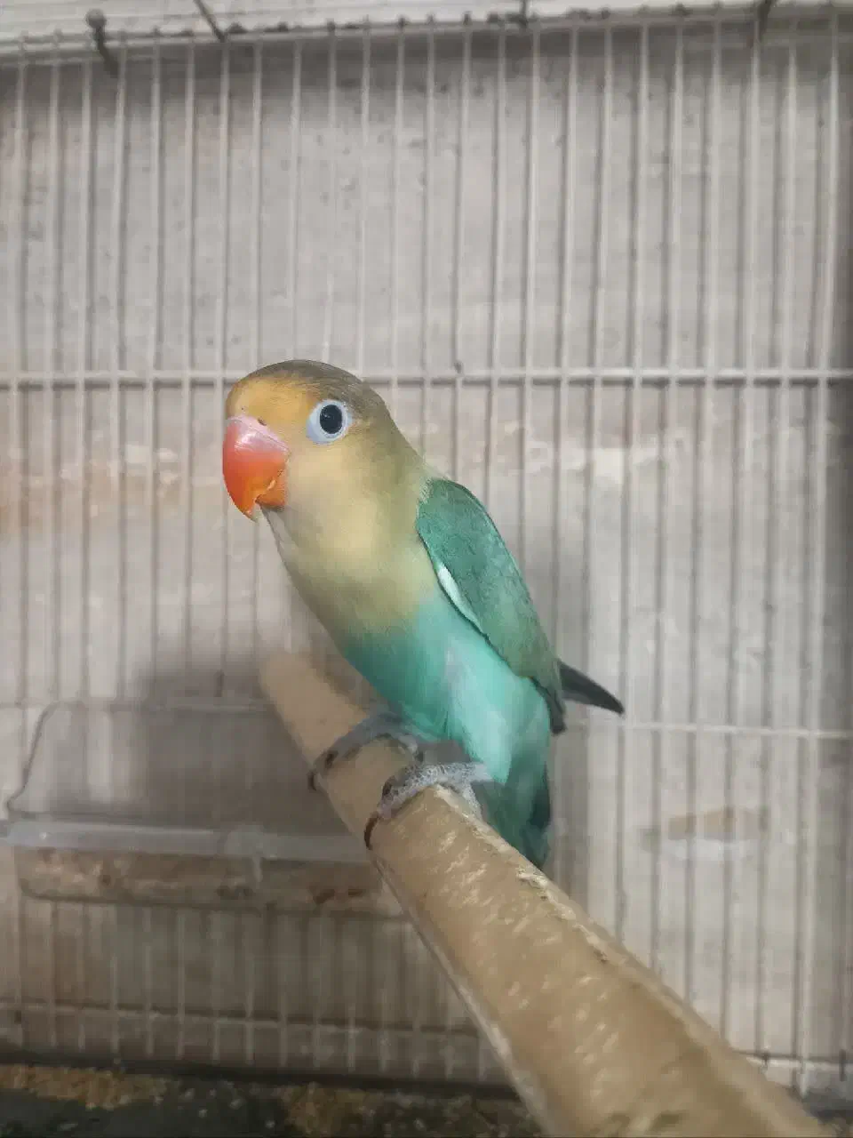 گرینچیک نرکوتوله جفت باجوجه نرماده تک باضمانت کتبی|پرنده|مشهد, عبادی|دیوار