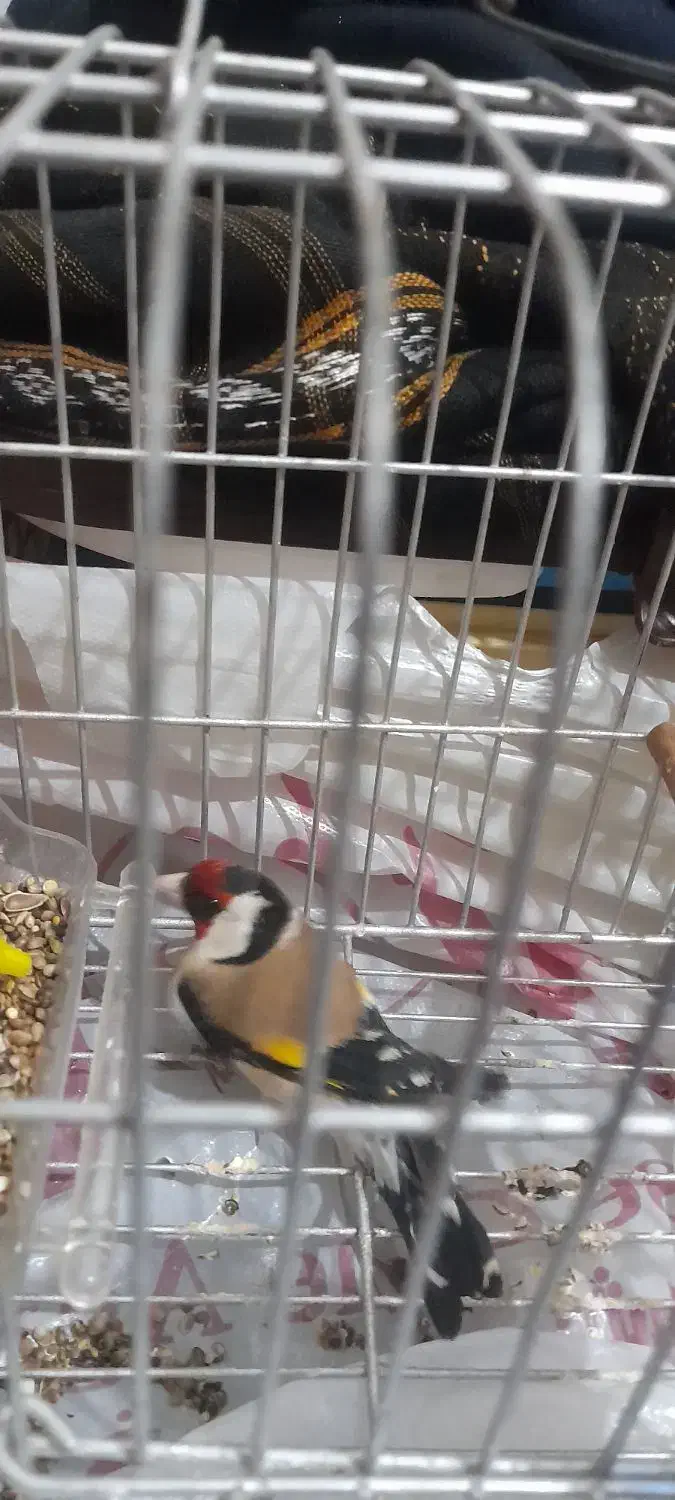 سهره|پرنده|دزفول, |دیوار