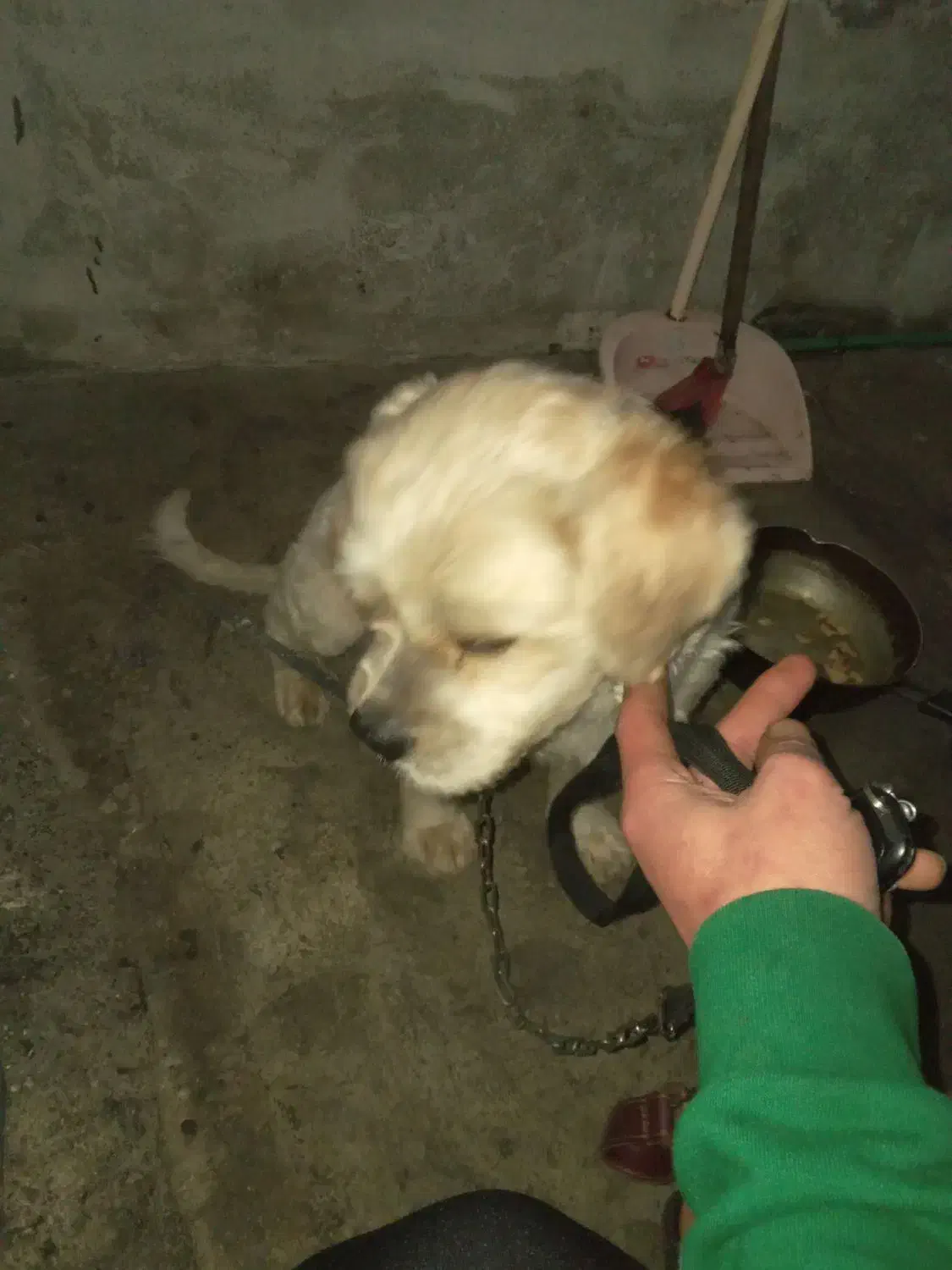 یک سگ پیداشده|حیوانات|رشت, شهرک شهید مفتح|دیوار