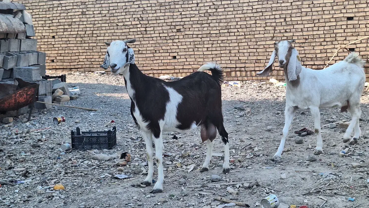 ۲ تا بز دورگ پاکستانی|حیوانات مزرعه|رفسنجان, |دیوار