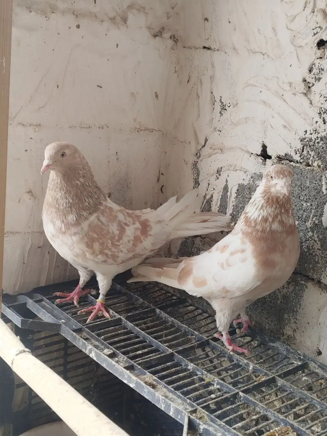 زردی|پرنده|بومهن, |دیوار