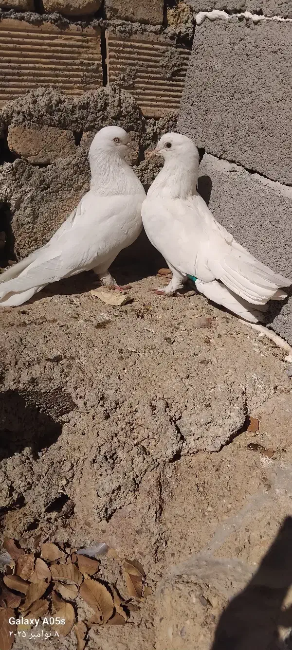 سفید پر روزگاریی|پرنده|فارسان, |دیوار