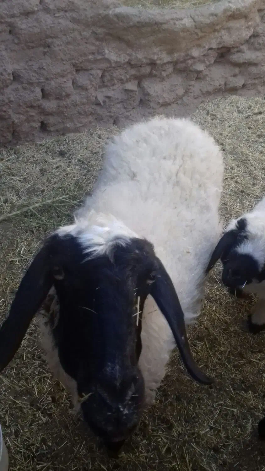 میش چهارزه فروشی دوقلوزا|حیوانات مزرعه|مود, |دیوار