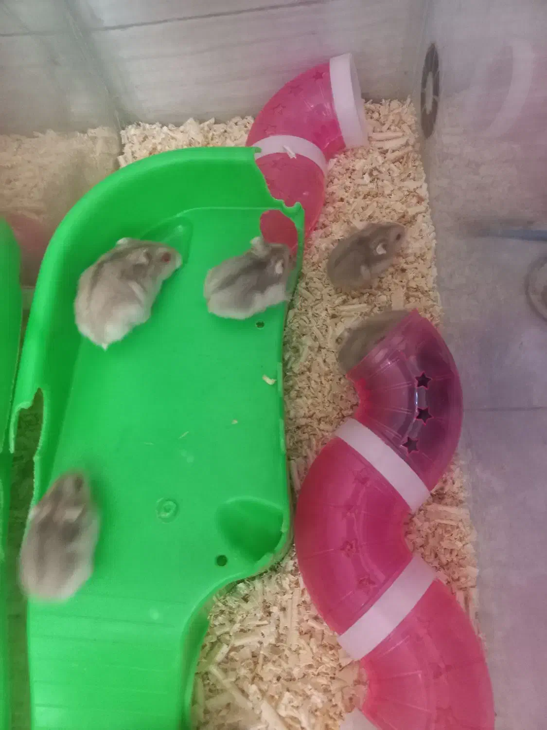 همستر|موش و خرگوش|مشکیندشت, |دیوار