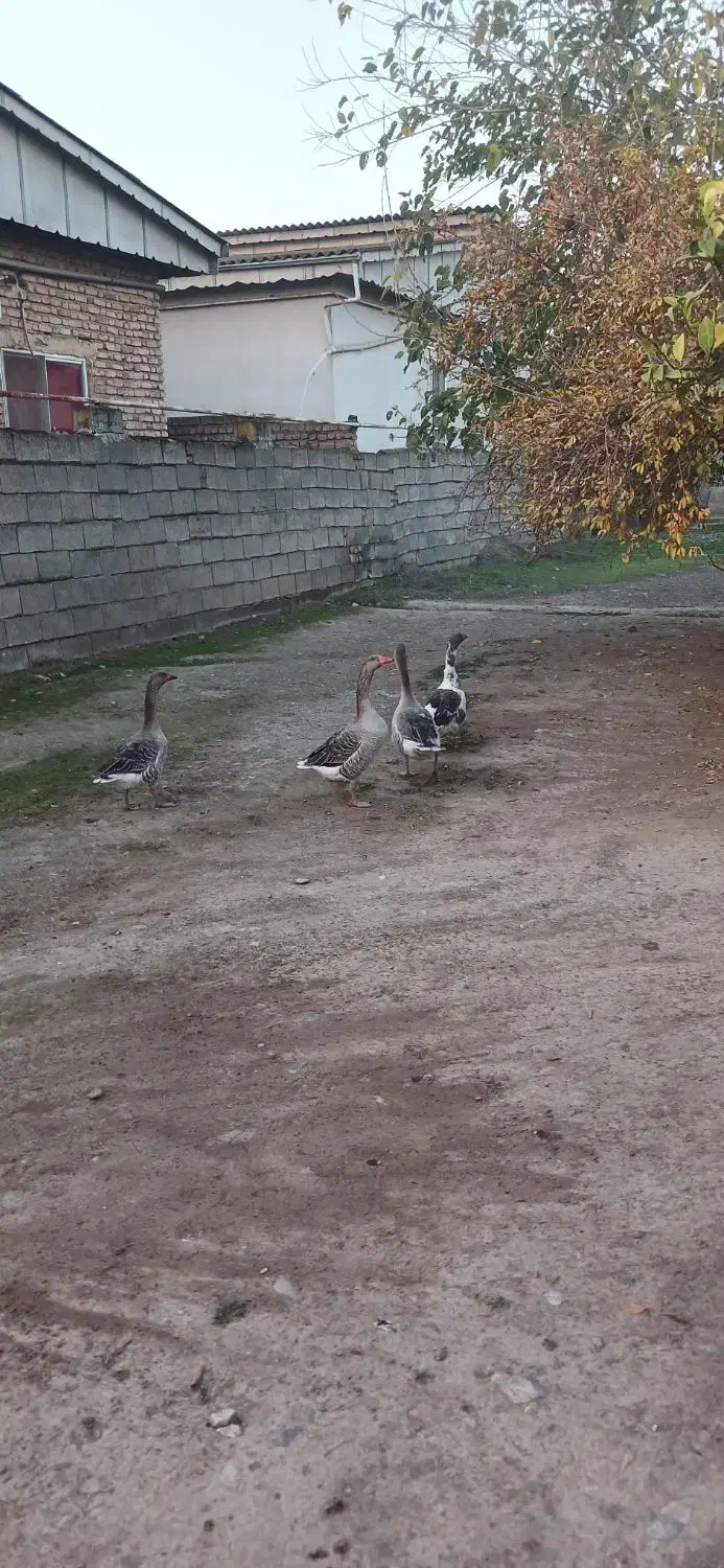 غازمحلی|حیوانات مزرعه|آق قلا, |دیوار