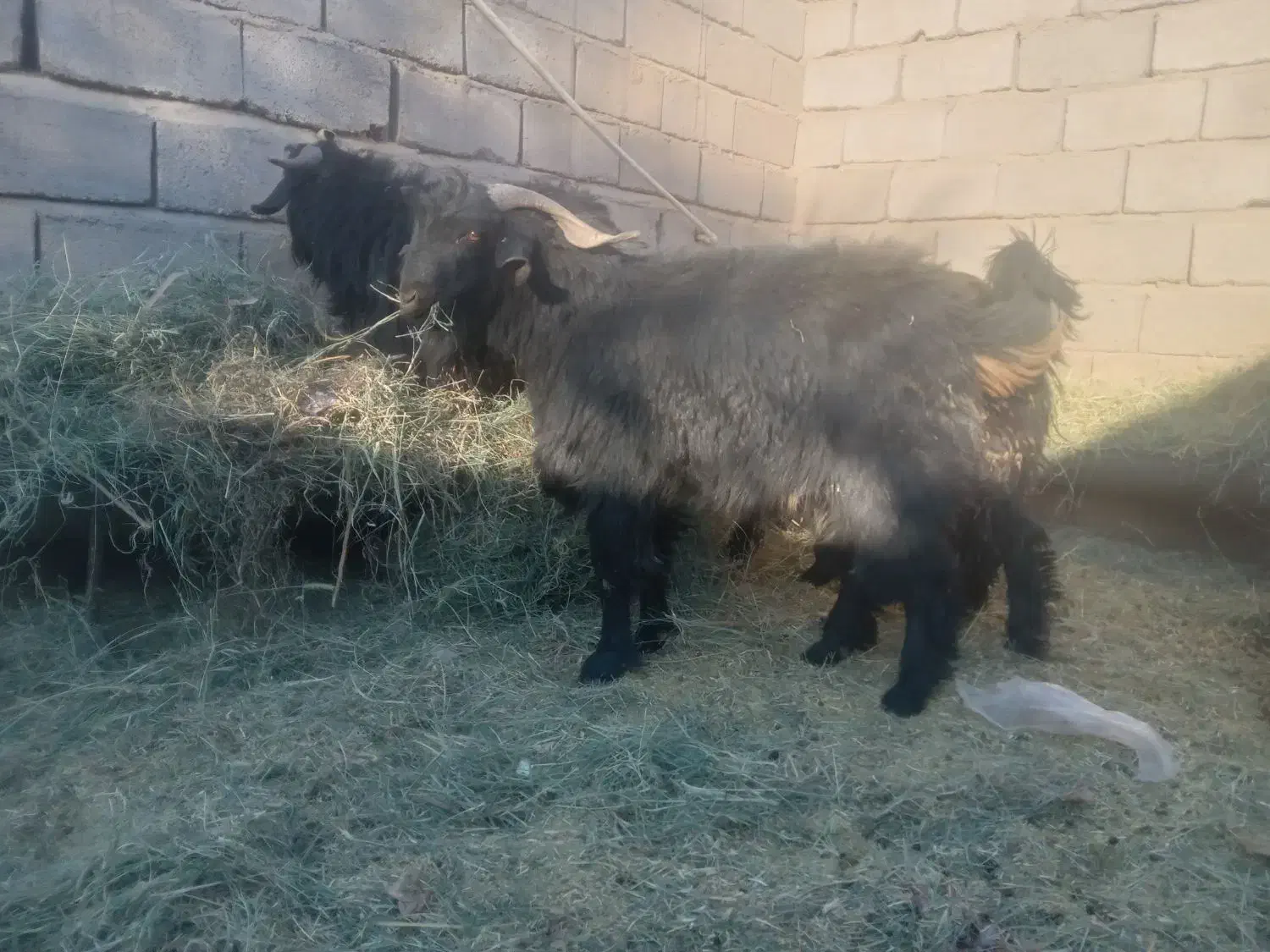 فروشگوسفندنرفقطگوشتی|حیوانات مزرعه|فهرج, |دیوار