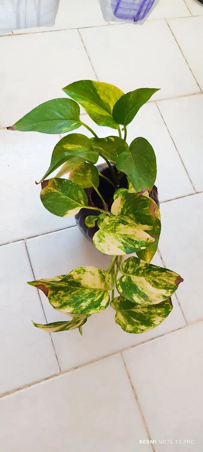 گل پتوس و ناز یخی و کاکتوس|گل و گیاه طبیعی|مشهد, شهرک ابوذر|دیوار