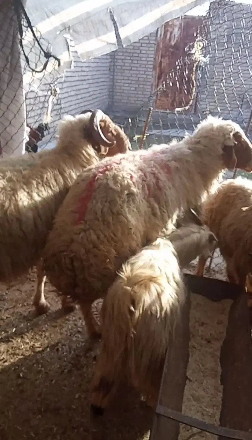 میش و نرمیش|حیوانات|گتوند, |دیوار