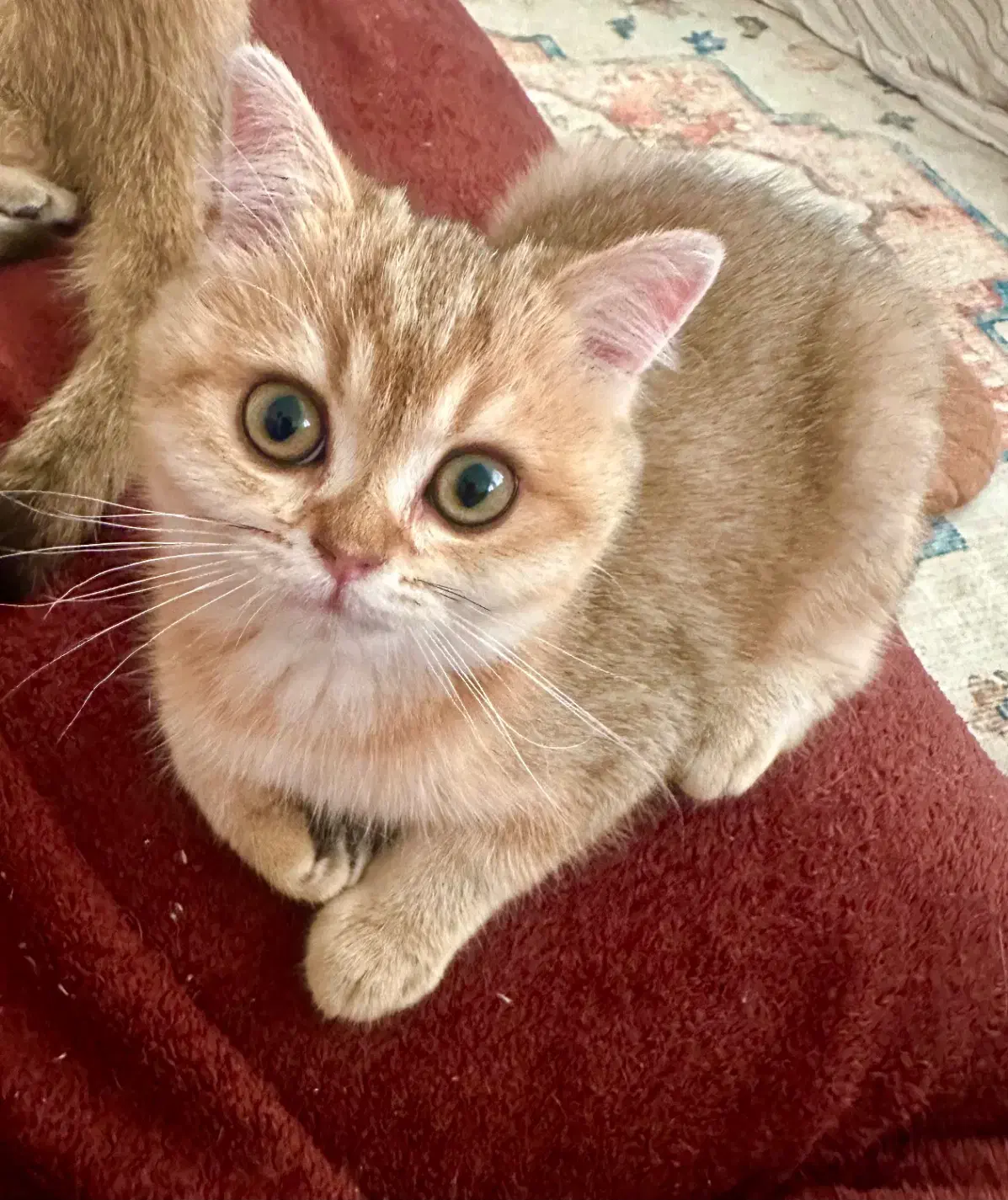 گربه بریتیش بلک گلد ماده|گربه|تهران, سعادت‌آباد|دیوار