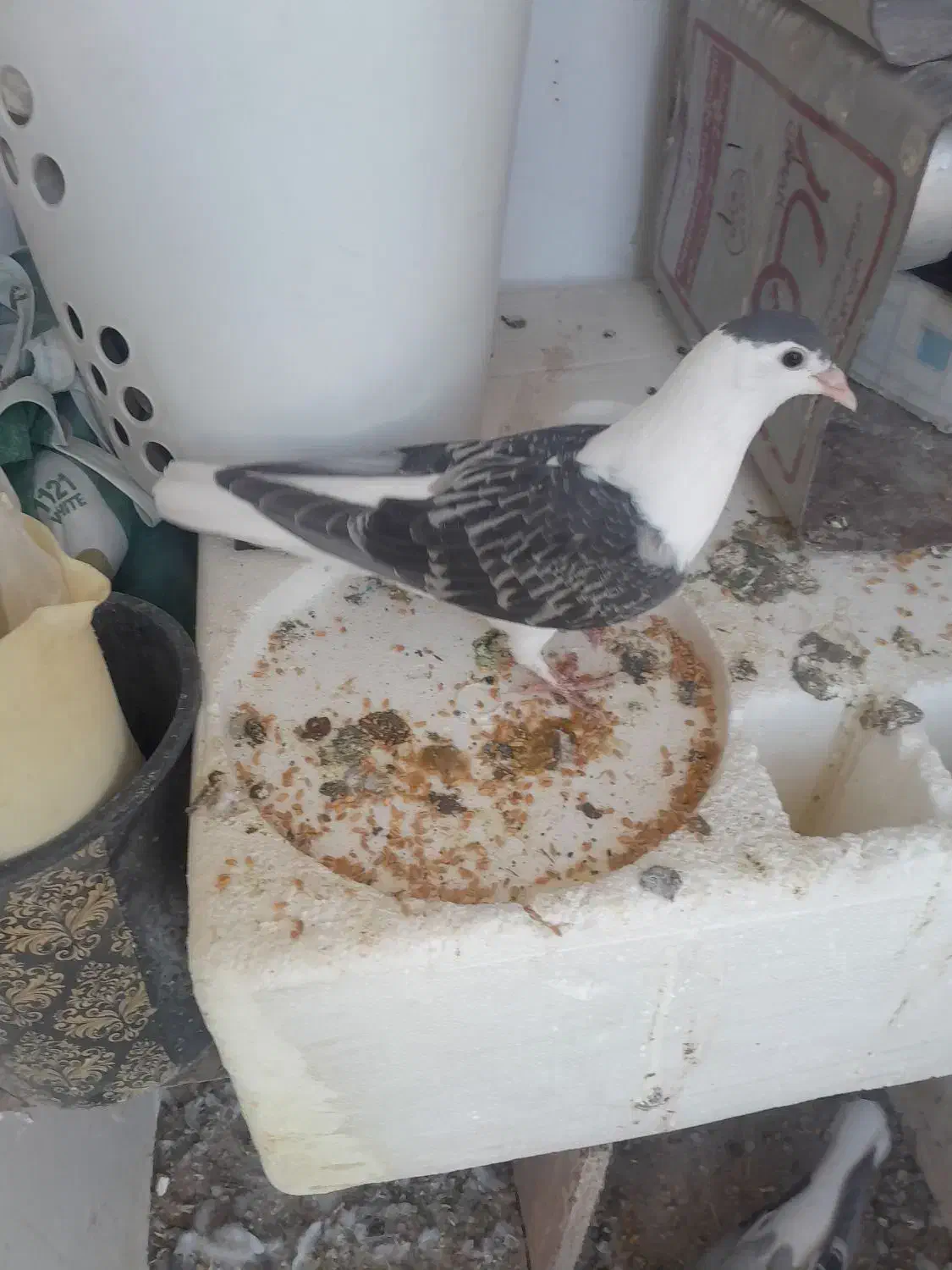 ۴تا ساده دوتا جوجه ودوتا نر وماده الانم تخم دارن|پرنده|مشهد, کشف|دیوار