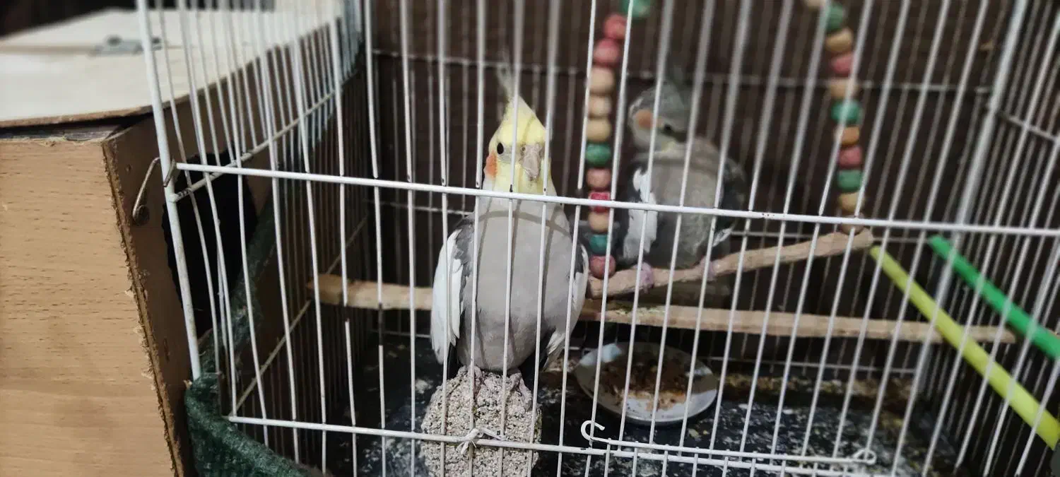 عروس هلندی|پرنده|مشهد, تربیت (صدف)|دیوار