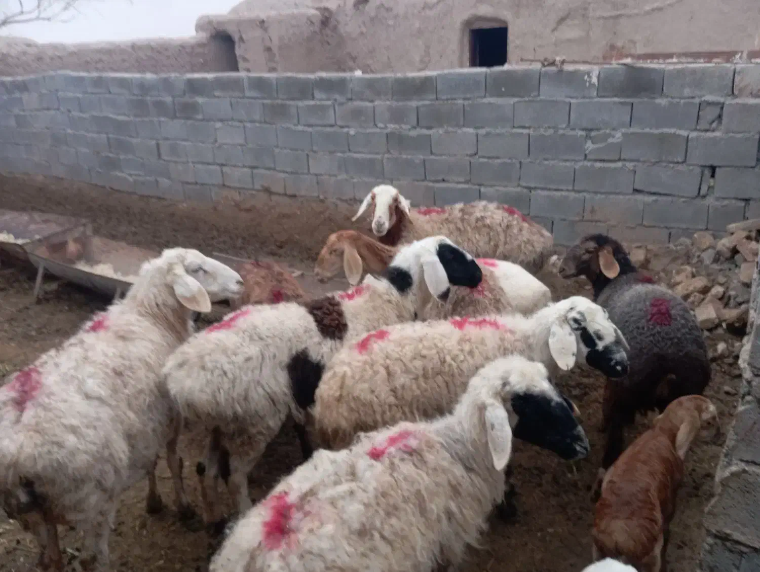 میش و بره|حیوانات مزرعه|زیرکوه, |دیوار
