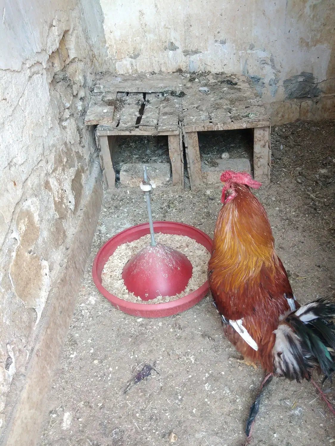 خروس گلین|حیوانات مزرعه|قم, انصار‌الحسین|دیوار