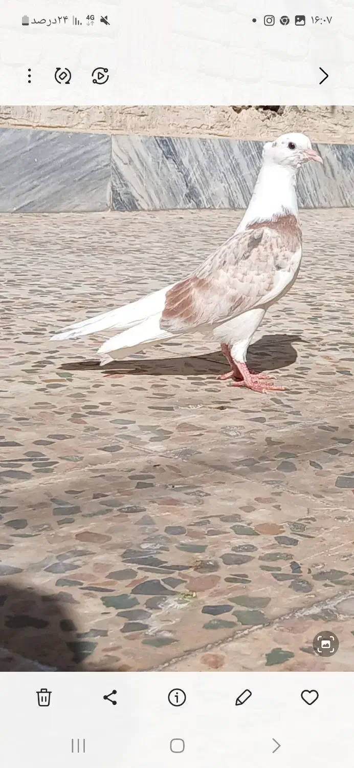 جوجه خوشونه اصیل|پرنده|خرمآباد, |دیوار