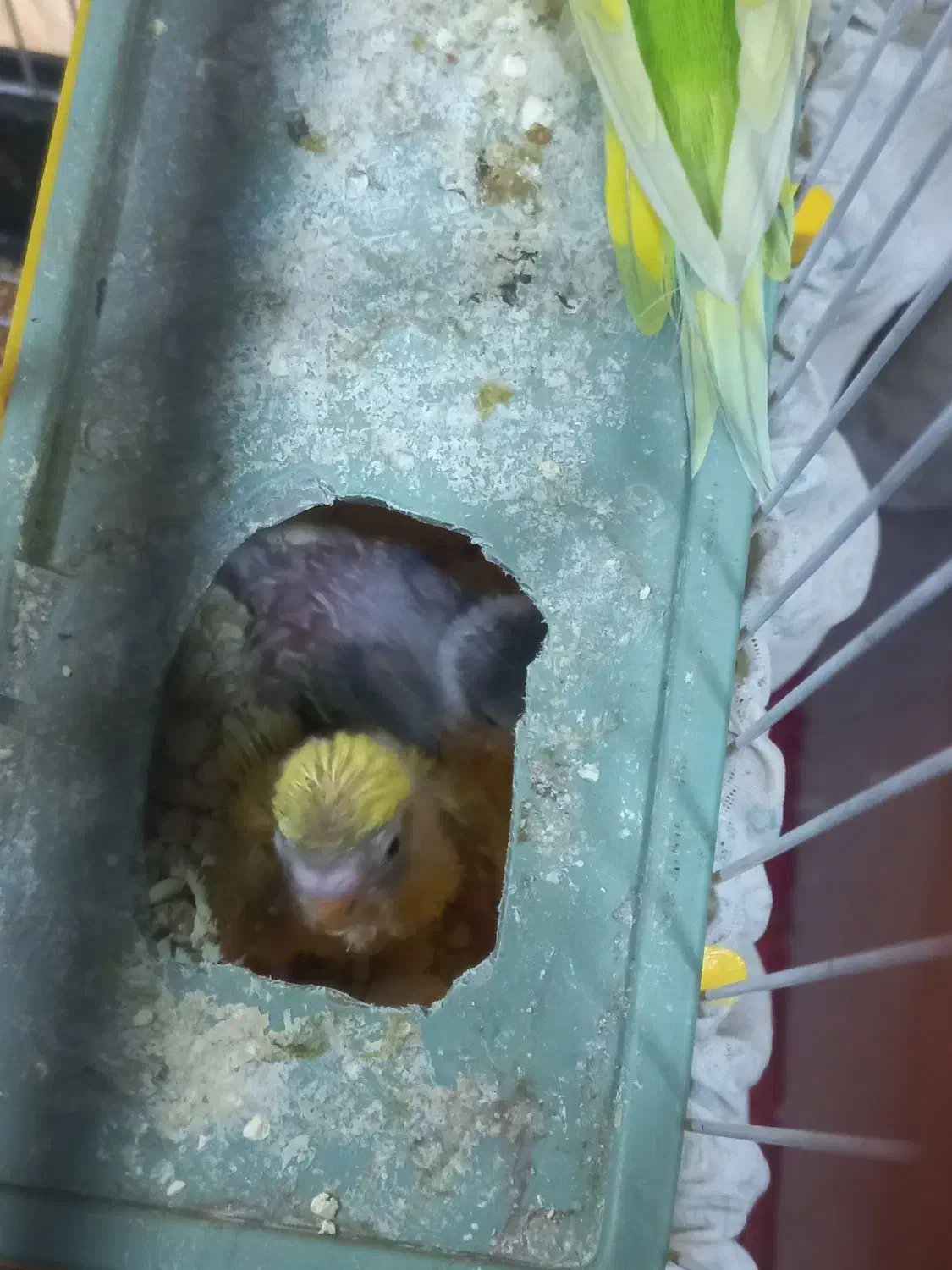 ۲تا جوجه مرغ عشق به همراه مادر شون فقط|پرنده|اهواز, کیانشهر|دیوار