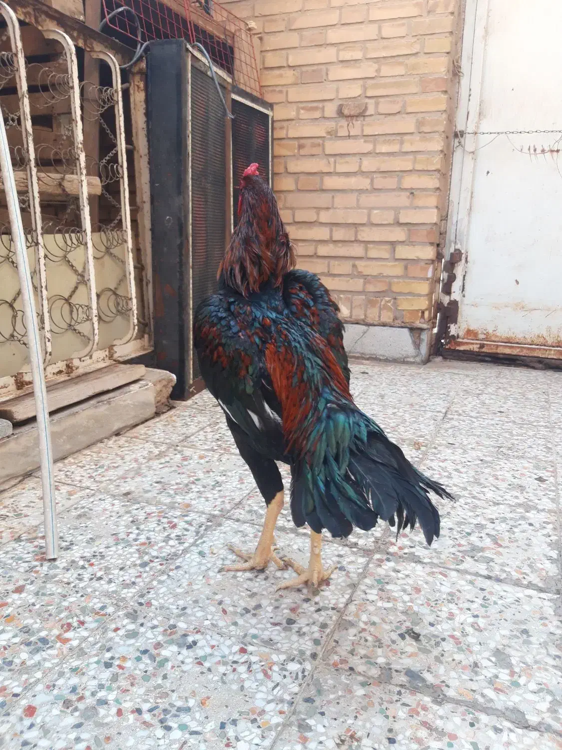 خروس لاری|حیوانات مزرعه|تهران, صادقیه|دیوار