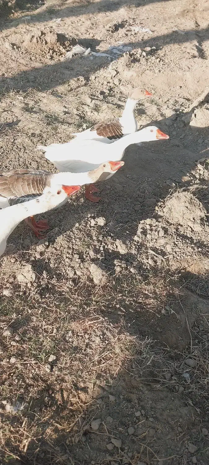 یه جفت غاز نرو ماده|حیوانات مزرعه|ایرانشهر, |دیوار