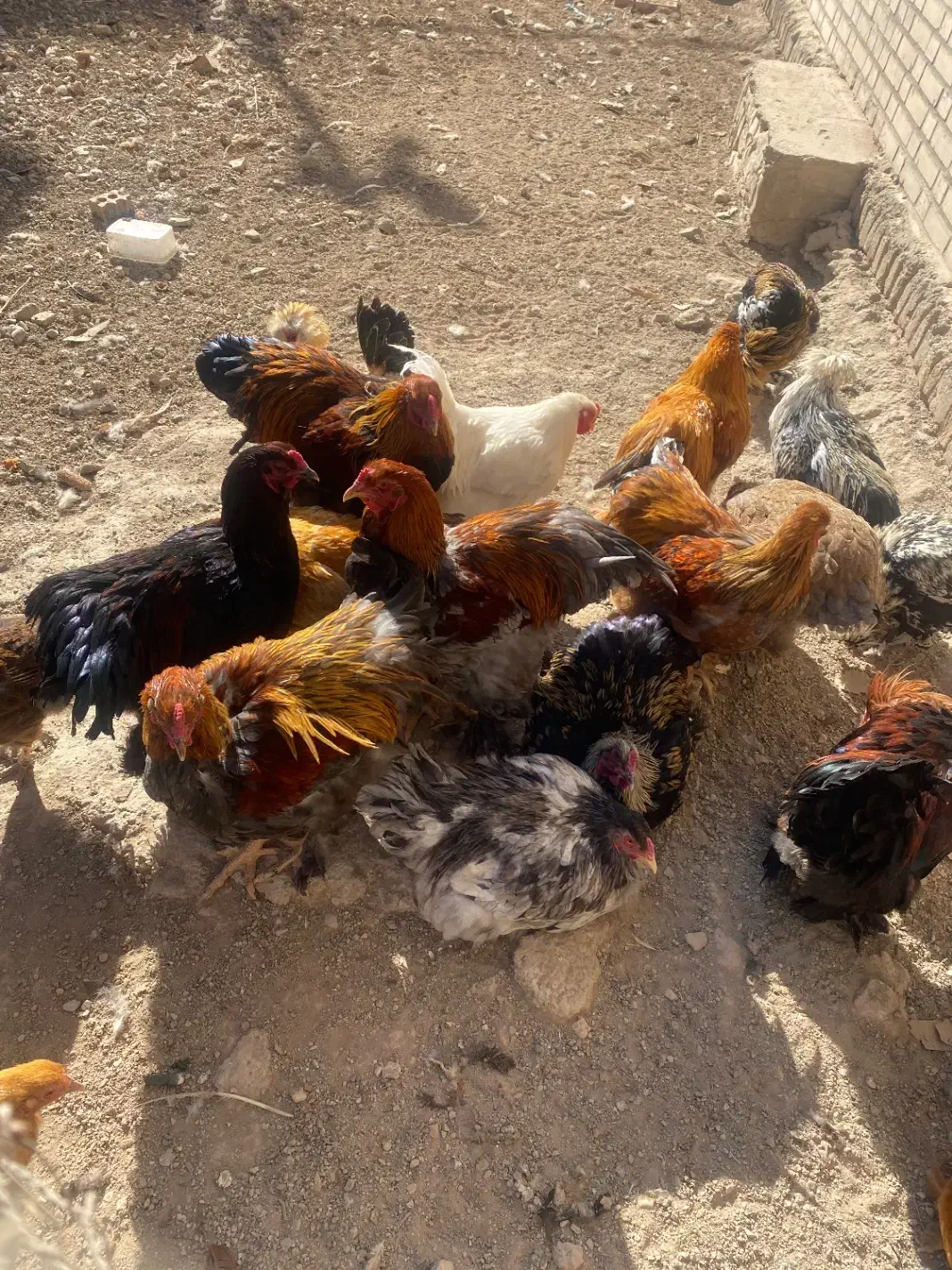 خروس برهما|حیوانات مزرعه|کهریزک, |دیوار