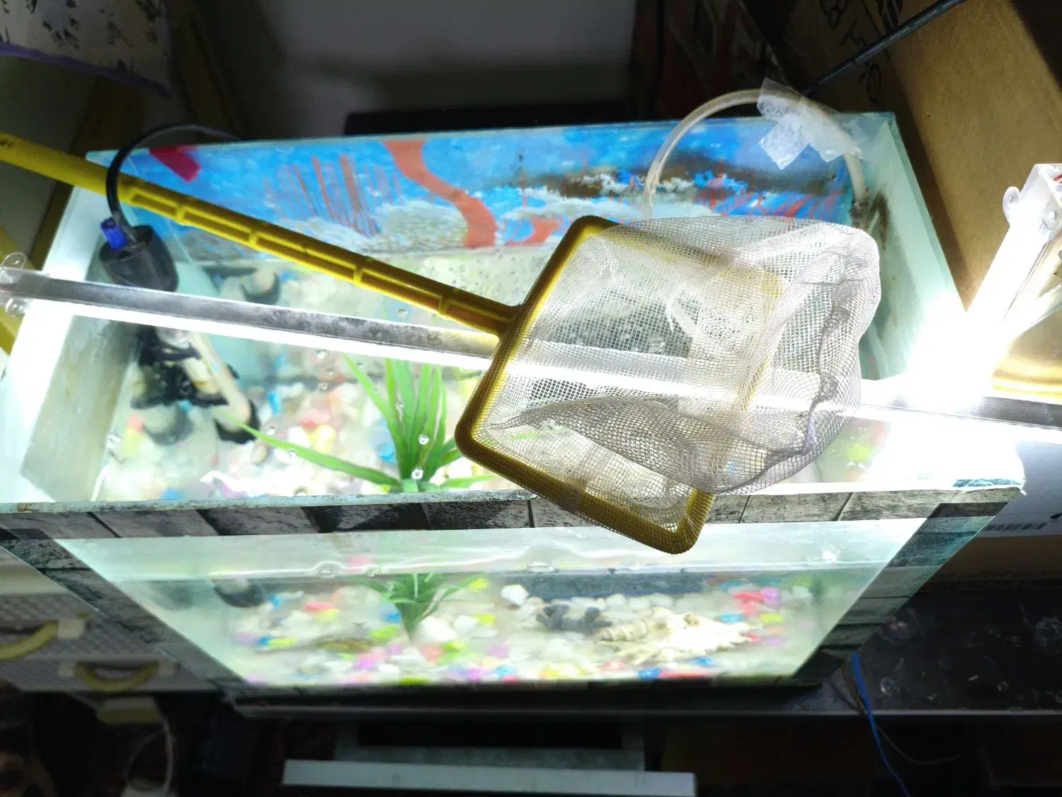 اکواریوم|ماهی|آذرشهر, |دیوار